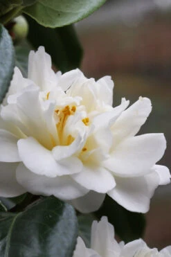 Cream Puff Fragrant Camellia - 1 Gallon Pot -Wilson Bros Gardens camellia cream puff 1