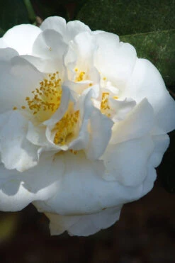 Cream Puff Fragrant Camellia - 1 Gallon Pot -Wilson Bros Gardens camellia cream puff 2