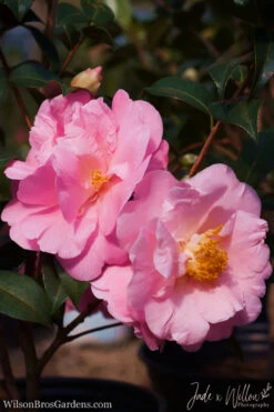 Pink Icicle Cold Hardy Camellia Hybrid - 1 Gallon Pot -Wilson Bros Gardens camellia pink icicle jw 1