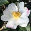 Sweet October Fragrant Camellia - 3 Gallon Pot