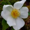 Survivor Cold Hardy White Camellia - 1 Gallon Pot