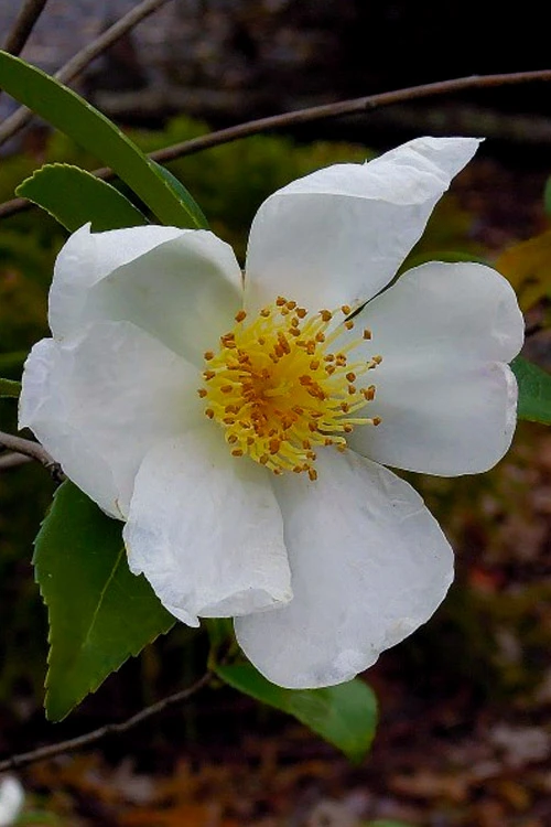 Survivor Cold Hardy White Camellia - 1 Gallon Pot 1 Survivor Cold Hardy White Camellia - 1 Gallon Pot