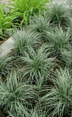 Amazon Mist Carex - 10 Pack Of Quart Pots -Wilson Bros Gardens carex amazon mist 1