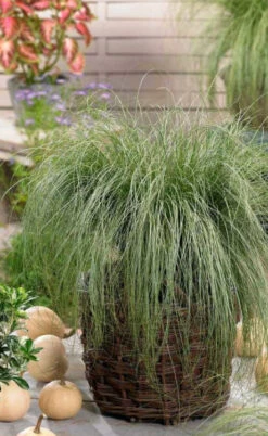 Amazon Mist Carex - 10 Pack Of Quart Pots -Wilson Bros Gardens carex amazon mist 2