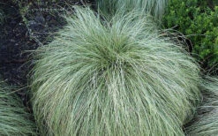 Amazon Mist Carex - 12 Pack Of Quart Pots -Wilson Bros Gardens carex amazon mist 4 1