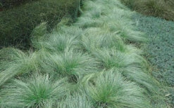 Amazon Mist Carex - 12 Pack Of Quart Pots -Wilson Bros Gardens carex amazon mist 5 1