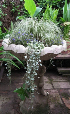 Amazon Mist Carex - 10 Pack Of Quart Pots