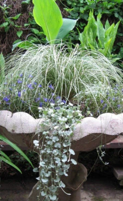 Amazon Mist Carex - 10 Pack Of Quart Pots -Wilson Bros Gardens carex amazon mist 8