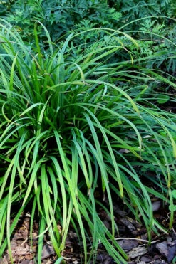 Creek Sedge (Carex Amphibola) - 1 Gallon Pot -Wilson Bros Gardens carex amphibola creek sedge 3