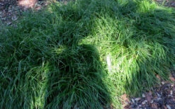 Creek Sedge (Carex Amphibola) - 1 Gallon Pot -Wilson Bros Gardens carex amphibola creek sedge 5