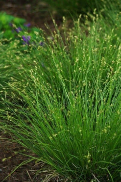Appalachian Sedge (Carex Appalachia) - 8 Pack Of 1 Gallon Pots -Wilson Bros Gardens carex appalachica appalachian sedge 2 1