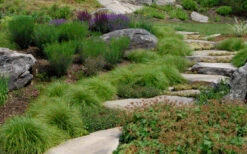 Appalachian Sedge (Carex Appalachia) - 8 Pack Of 1 Gallon Pots -Wilson Bros Gardens carex appalachica appalachian sedge 5 1