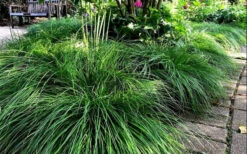Cherokee Sedge (Carex Cherokeensis) - 1 Gallon Pot 10 Cherokee Sedge (Carex Cherokeensis) - 1 Gallon Pot -Wilson Bros Gardens carex cherokeensis cherokee sedge 10