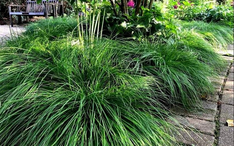 Cherokee Sedge (Carex Cherokeensis) - 1 Gallon Pot 4 Cherokee Sedge (Carex Cherokeensis) - 1 Gallon Pot - Image 4