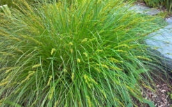 Cherokee Sedge (Carex Cherokeensis) - 1 Gallon Pot 11 Cherokee Sedge (Carex Cherokeensis) - 1 Gallon Pot -Wilson Bros Gardens carex cherokeensis cherokee sedge 3