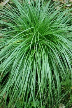Cherokee Sedge (Carex Cherokeensis) - 1 Gallon Pot