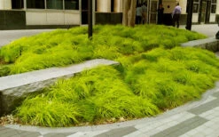 Evercolor Everillo Carex - 8 Pack Of 1 Gallon Pots 10 Evercolor Everillo Carex - 8 Pack Of 1 Gallon Pots -Wilson Bros Gardens carex everillo 20 1