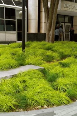 Evercolor Everillo Carex - 1 Gallon Pot -Wilson Bros Gardens carex everillo 21