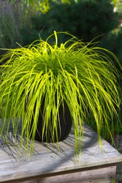 Evercolor Everillo Carex - 8 Pack Of 1 Gallon Pots