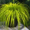 Evercolor Everillo Carex - 6 Pack Of 1 Gallon Pots