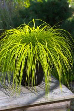 Evercolor Everillo Carex - 1 Gallon Pot