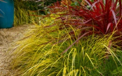 Evercolor Everillo Carex - 8 Pack Of 1 Gallon Pots 12 Evercolor Everillo Carex - 8 Pack Of 1 Gallon Pots -Wilson Bros Gardens carex everillo 23 1