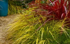 Evercolor 'Everillo' Carex - 5 Pack Of Quart Pots -Wilson Bros Gardens carex everillo 23 3
