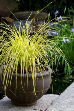 Evercolor Everillo Carex - 1 Gallon Pot -Wilson Bros Gardens carex everillo 24 2