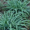 Bunny Blue Creeping Sedge (Carex Laxiculmis 'Hobb') - 1 Gallon Pot