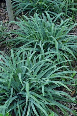 Bunny Blue Creeping Sedge (Carex Laxiculmis 'Hobb') - 1 Gallon Pot