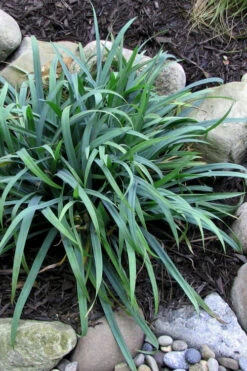 Bunny Blue Creeping Sedge (Carex Laxiculmis 'Hobb') - 1 Gallon Pot -Wilson Bros Gardens carex laxiculmus hobb bunny blue sedge grass 3