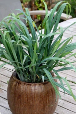 Bunny Blue Creeping Sedge (Carex Laxiculmis 'Hobb') - 1 Gallon Pot -Wilson Bros Gardens carex laxiculmus hobb bunny blue sedge grass 6
