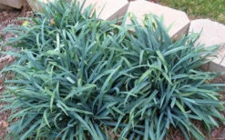 Bunny Blue Creeping Sedge (Carex Laxiculmis 'Hobb') - 1 Gallon Pot -Wilson Bros Gardens carex laxiculmus hobb bunny blue sedge grass 7