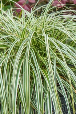Feather Falls Sedge (Carex Oshimensis) - 5 Pack Of Quart Pots -Wilson Bros Gardens carex oshimensis fetaher falls sedge grass 1