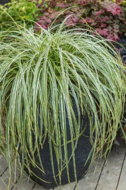 Feather Falls Sedge (Carex Oshimensis) - 5 Pack Of Quart Pots -Wilson Bros Gardens carex oshimensis fetaher falls sedge grass 2