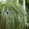 Feather Falls Sedge (Carex Oshimensis) - 5 Pack Of Quart Pots