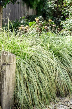 Feather Falls Sedge (Carex Oshimensis) - 5 Pack Of Quart Pots -Wilson Bros Gardens carex oshimensis fetaher falls sedge grass 5