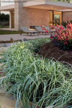 Feather Falls Sedge (Carex Oshimensis) - 5 Pack Of Quart Pots -Wilson Bros Gardens carex oshimensis fetaher falls sedge grass 7