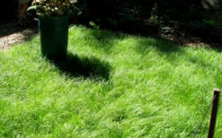 Pennsylvania Sedge (Carex Pennsylvanica) - 1 Gallon Pot -Wilson Bros Gardens carex pennsylvanica pennylvania sedge 1