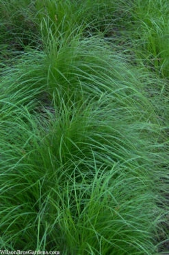 Pennsylvania Sedge (Carex Pennsylvanica) - 1 Gallon Pot -Wilson Bros Gardens carex pennsylvanica pennylvania sedge 2