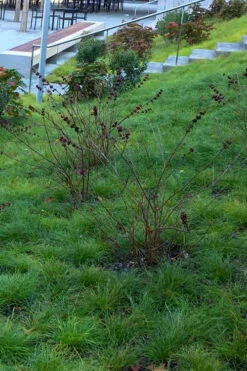 Texas Sedge (Carex Texensis) - 1 Gallon Pot -Wilson Bros Gardens carex texensis texas sedge 1 1