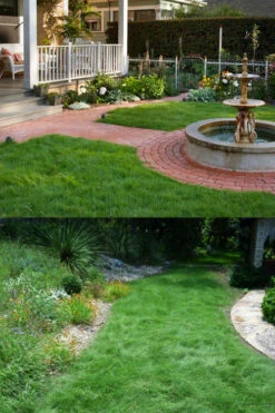 Texas Sedge (Carex Texensis) - 1 Gallon Pot -Wilson Bros Gardens carex texensis texas sedge 2 1