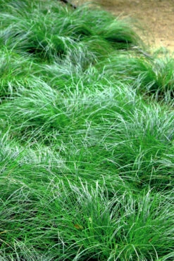 Texas Sedge (Carex Texensis) - 6 Pack Of 1 Gallon Pots -Wilson Bros Gardens carex texensis texas sedge 3