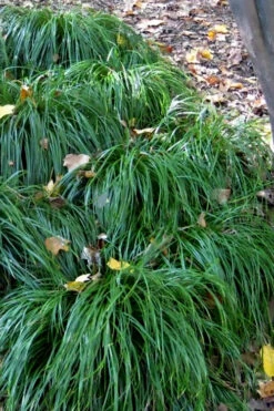 Texas Sedge (Carex Texensis) - 1 Gallon Pot -Wilson Bros Gardens carex texensis texas sedge 5 1