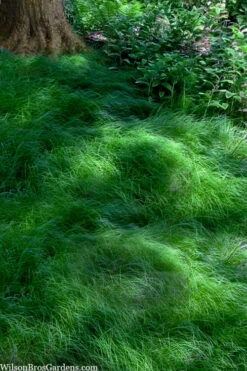 Texas Sedge (Carex Texensis) - 1 Gallon Pot