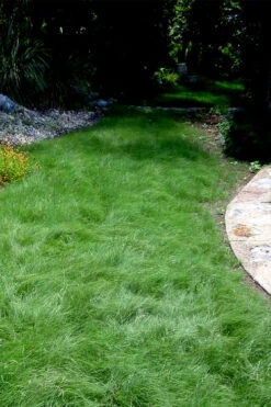 Texas Sedge (Carex Texensis) - 6 Pack Of 1 Gallon Pots -Wilson Bros Gardens carex texensis texas sedge 7