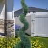 Carolina Sapphire Arizona Cypress Spiral Topiary- 7 Gallon Pot