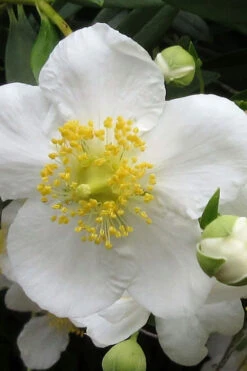 Elizabeth Bush Anemone (Carpentaria Californica) - 5 Gallon Pot 11 Elizabeth Bush Anemone (Carpentaria Californica) - 5 Gallon Pot -Wilson Bros Gardens carpentaria californica elizabeth bush anemone 1