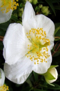 Elizabeth Bush Anemone (Carpentaria Californica) - 5 Gallon Pot 15 Elizabeth Bush Anemone (Carpentaria Californica) - 5 Gallon Pot -Wilson Bros Gardens carpentaria californica elizabeth bush anemone 5