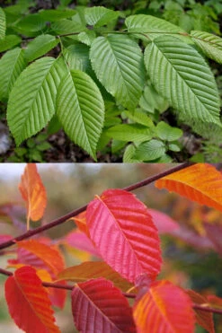 American Hornbeam (Ironwood Tree) - 1 Gallon Pot 13 American Hornbeam (Ironwood Tree) - 1 Gallon Pot -Wilson Bros Gardens carpinus caroliniana american hornbeam 2 1